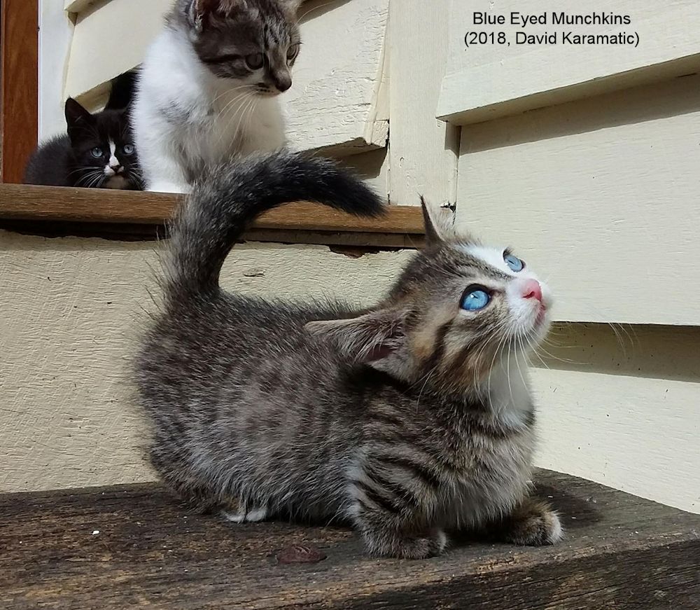 Blue tabby sale munchkin cat