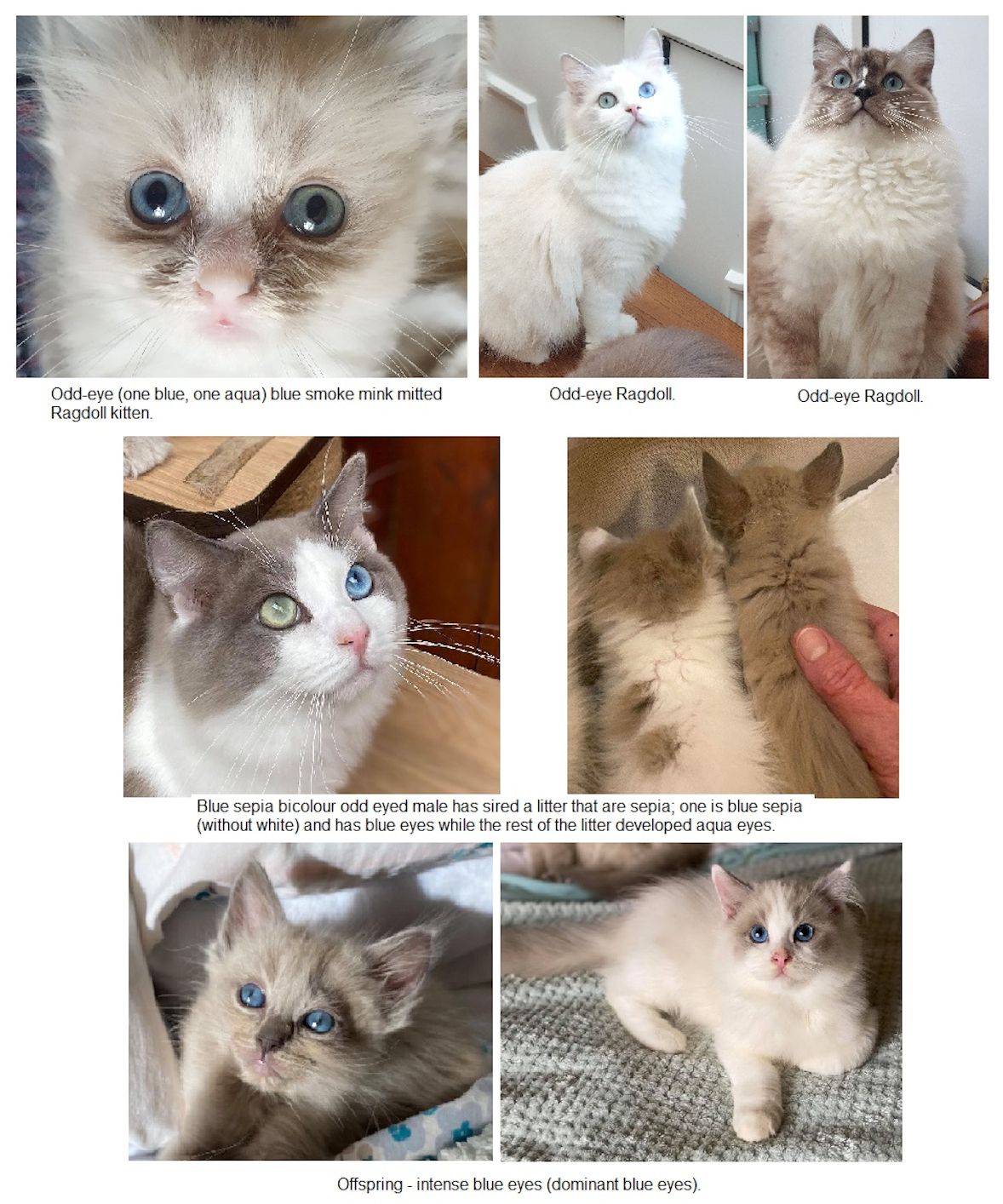 blue mink colorpoint ragdoll kittens