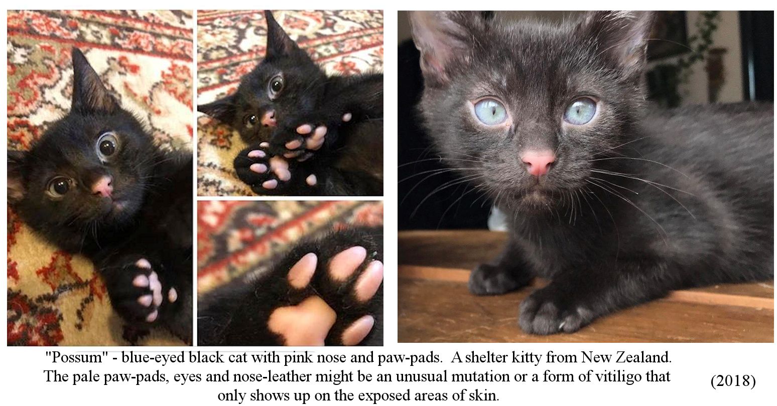 black fluffy cat with blue eyes