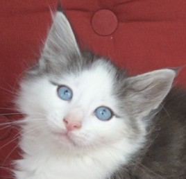 White Cat Blue Eyes Tumblr