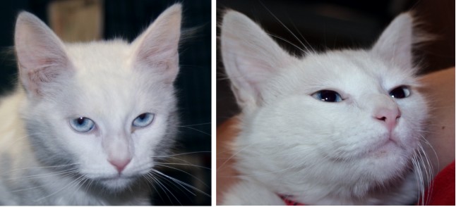 brown and white cat with blue eyes