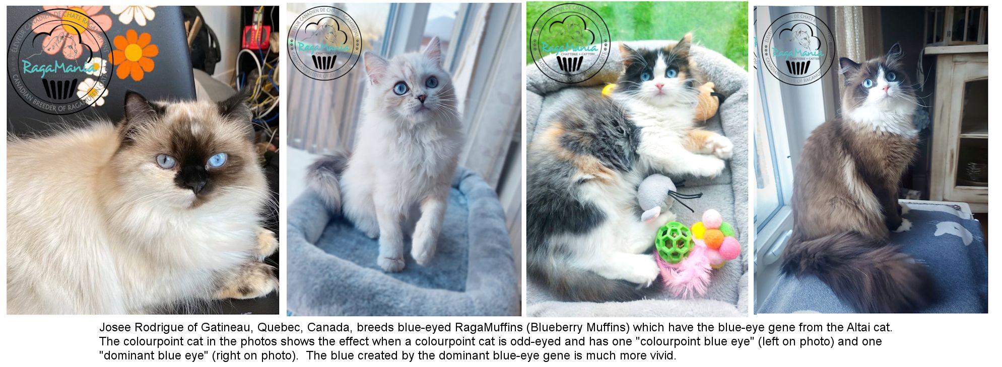 blue eye ragamuffin cat breed