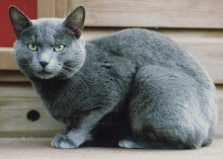 Blue short best sale haired cat