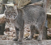 Wild best sale grey cat