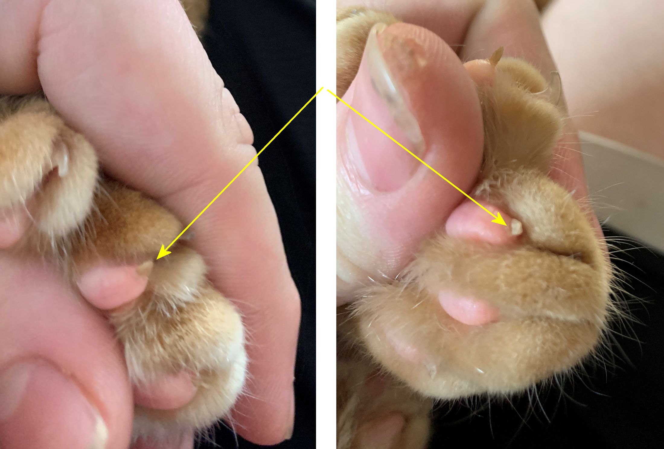 Calloused shop paw pads