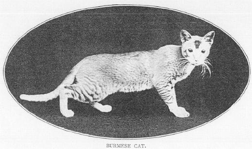 Burmese Tabby