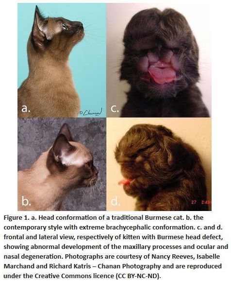 Burmese genetic diversity