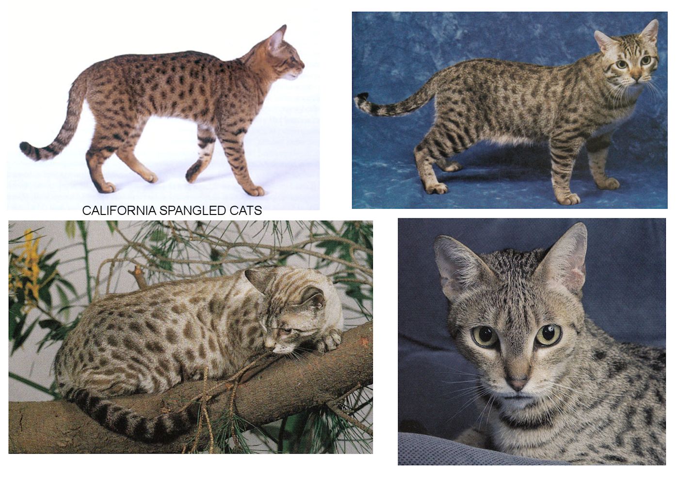 California cats look hot sale like a leopard