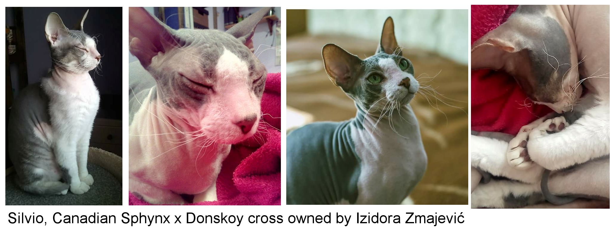 donskoy cat breeder