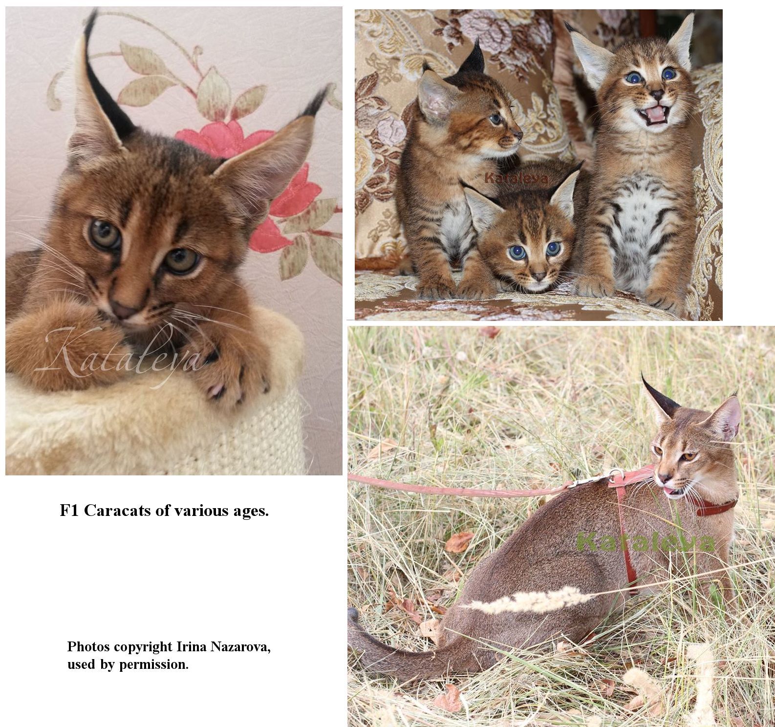 caracal cat cost