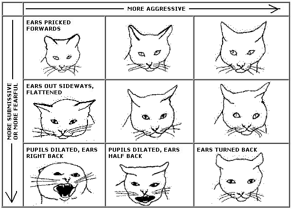 cat body language meaning tails