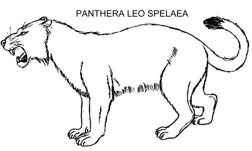 Panthera Schaubi