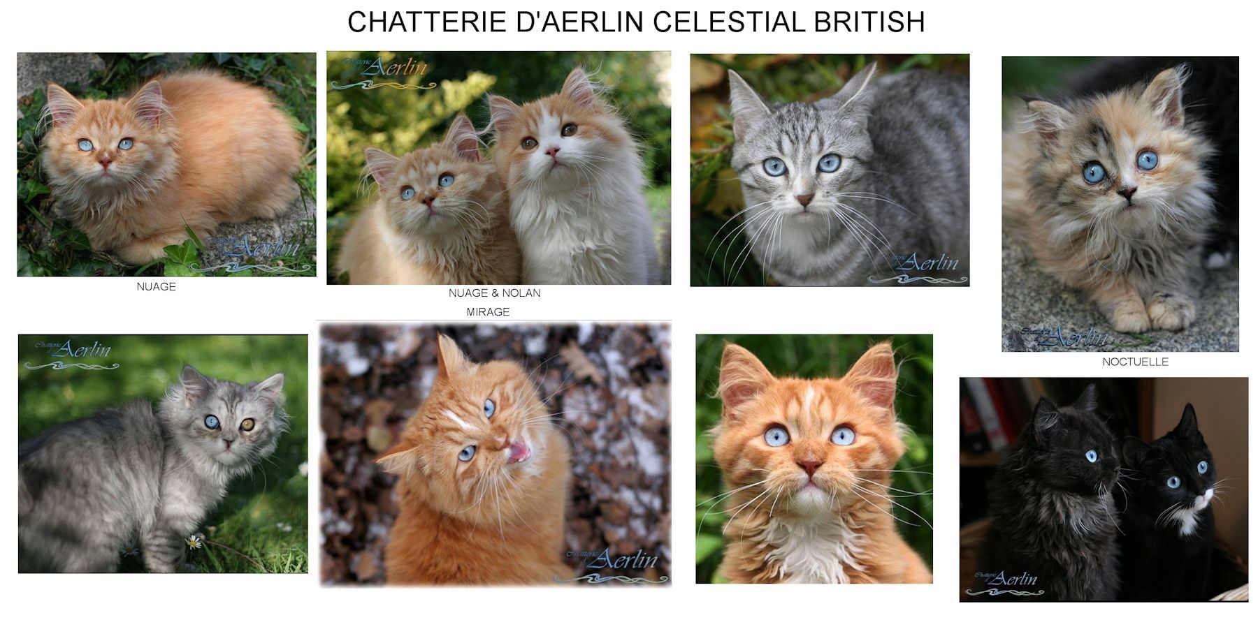 celestial british cat breed