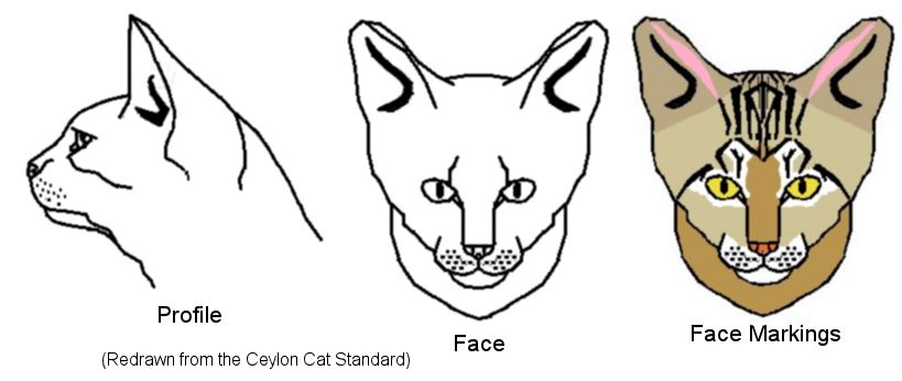 ceylon cat
