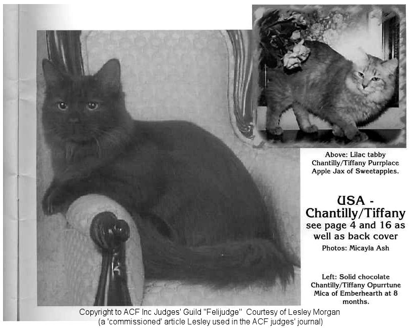 tiffany/chantilly cat breed