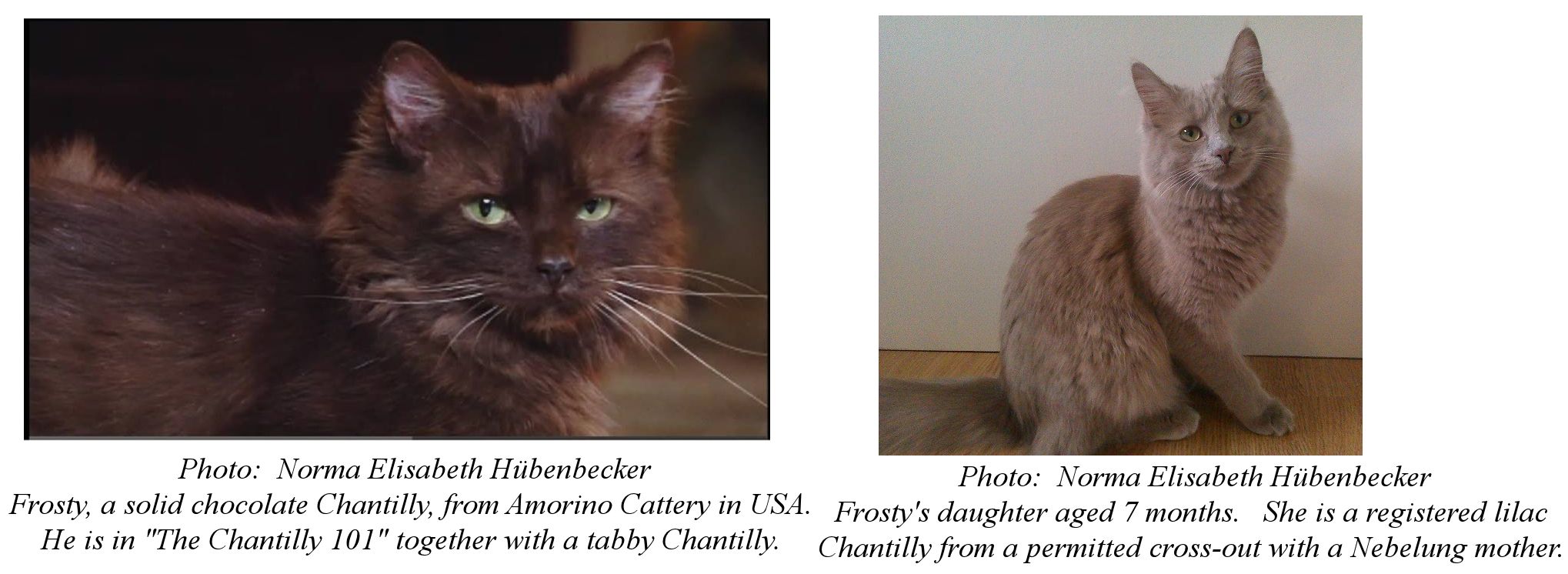 tiffany/chantilly cat breed