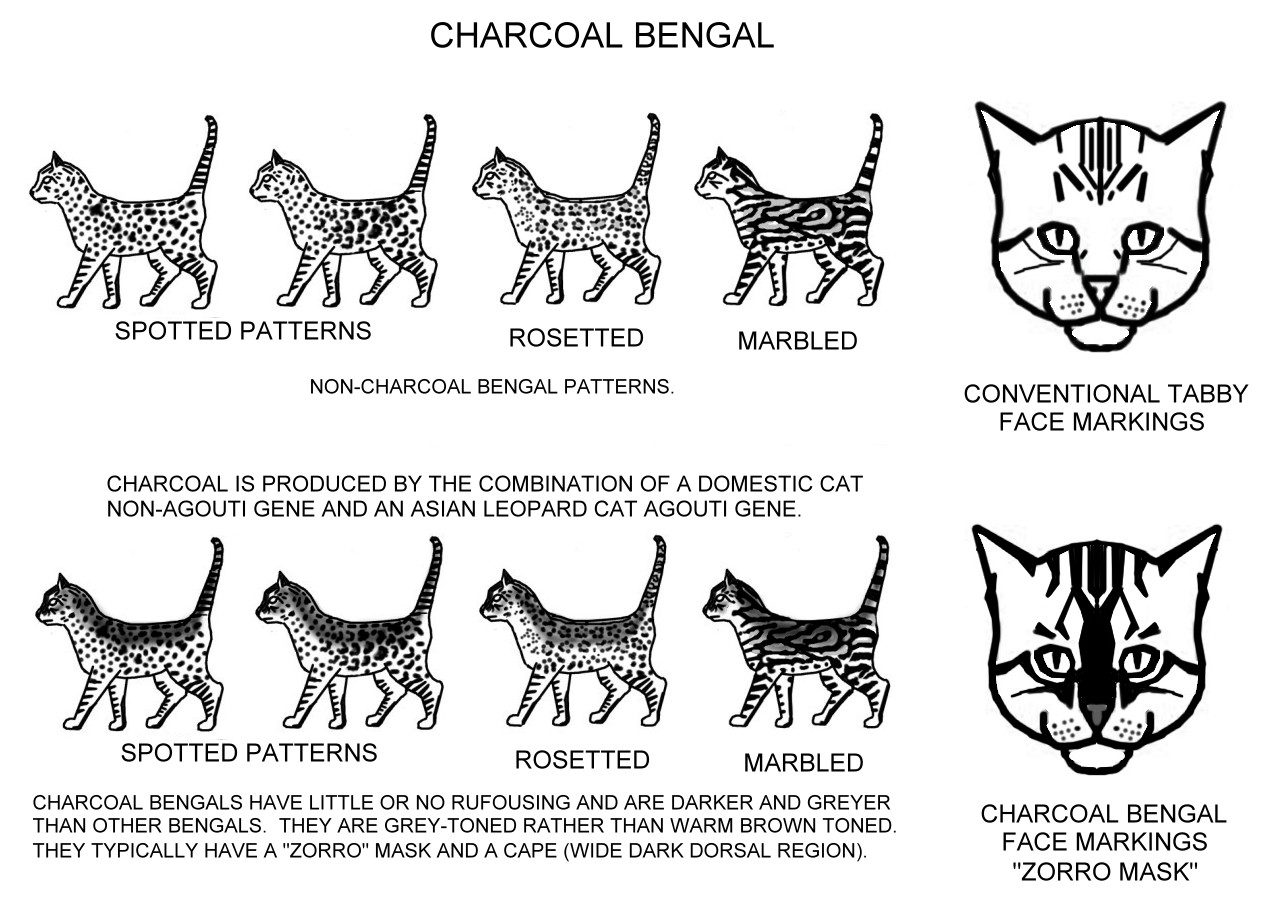 Cat Coat Patterns Chart