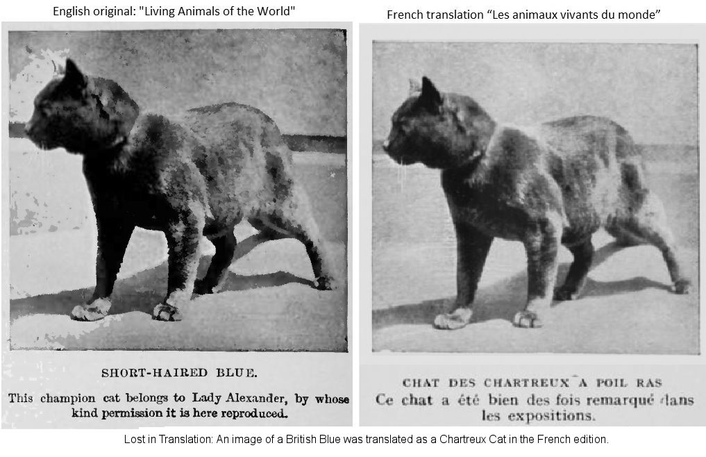 chartreux cat