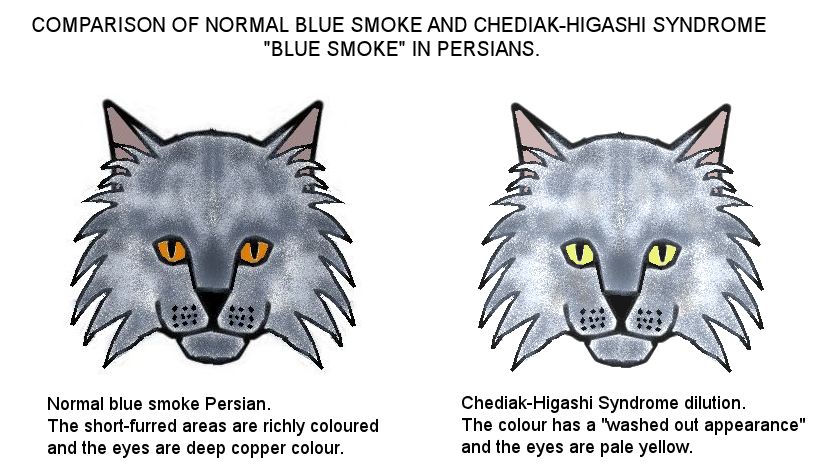 blue smoke persian