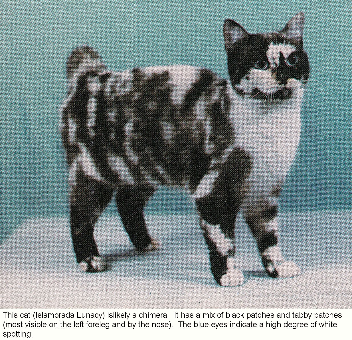 black and white tortoiseshell cat