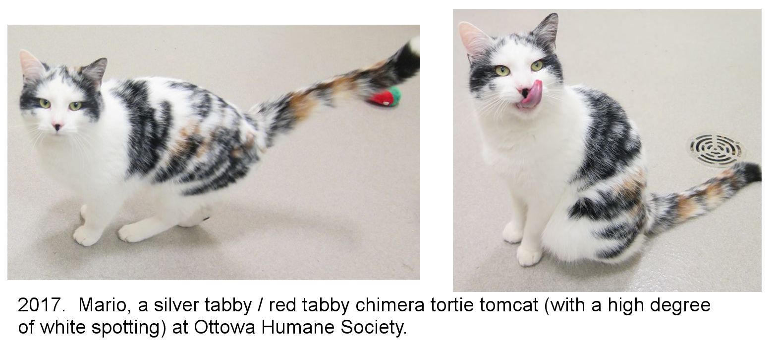 mosaicism or chimera cat