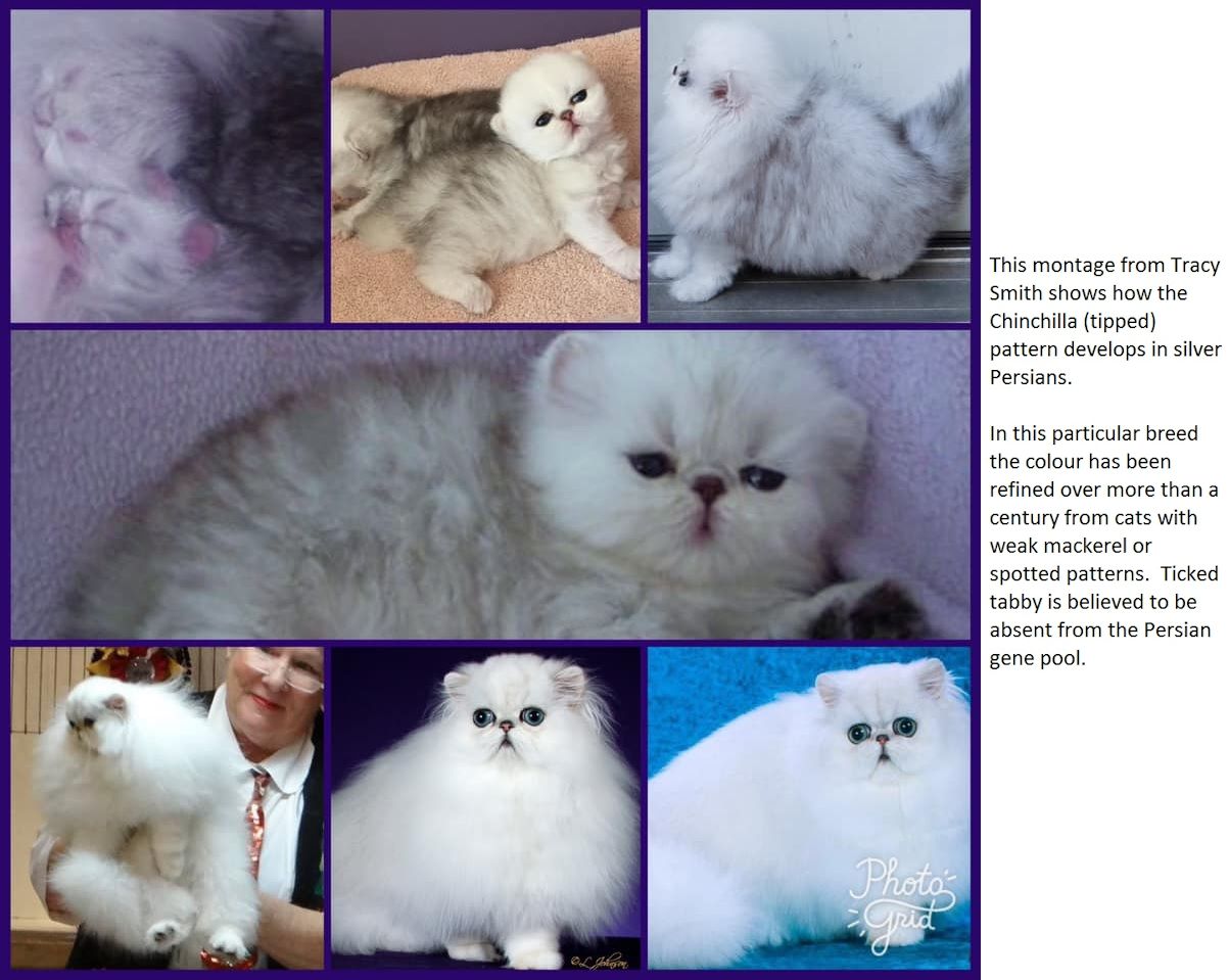 silver tipped chinchilla persian kittens