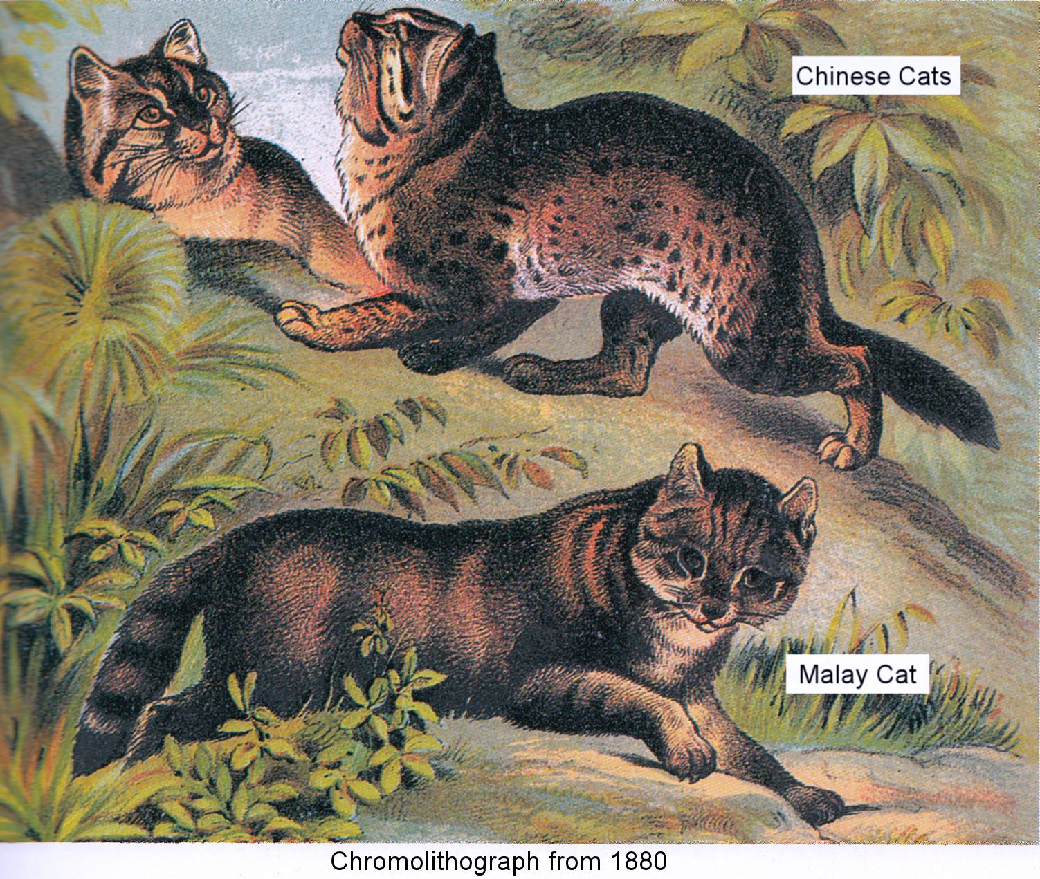 The Natural History of Domestic Cats