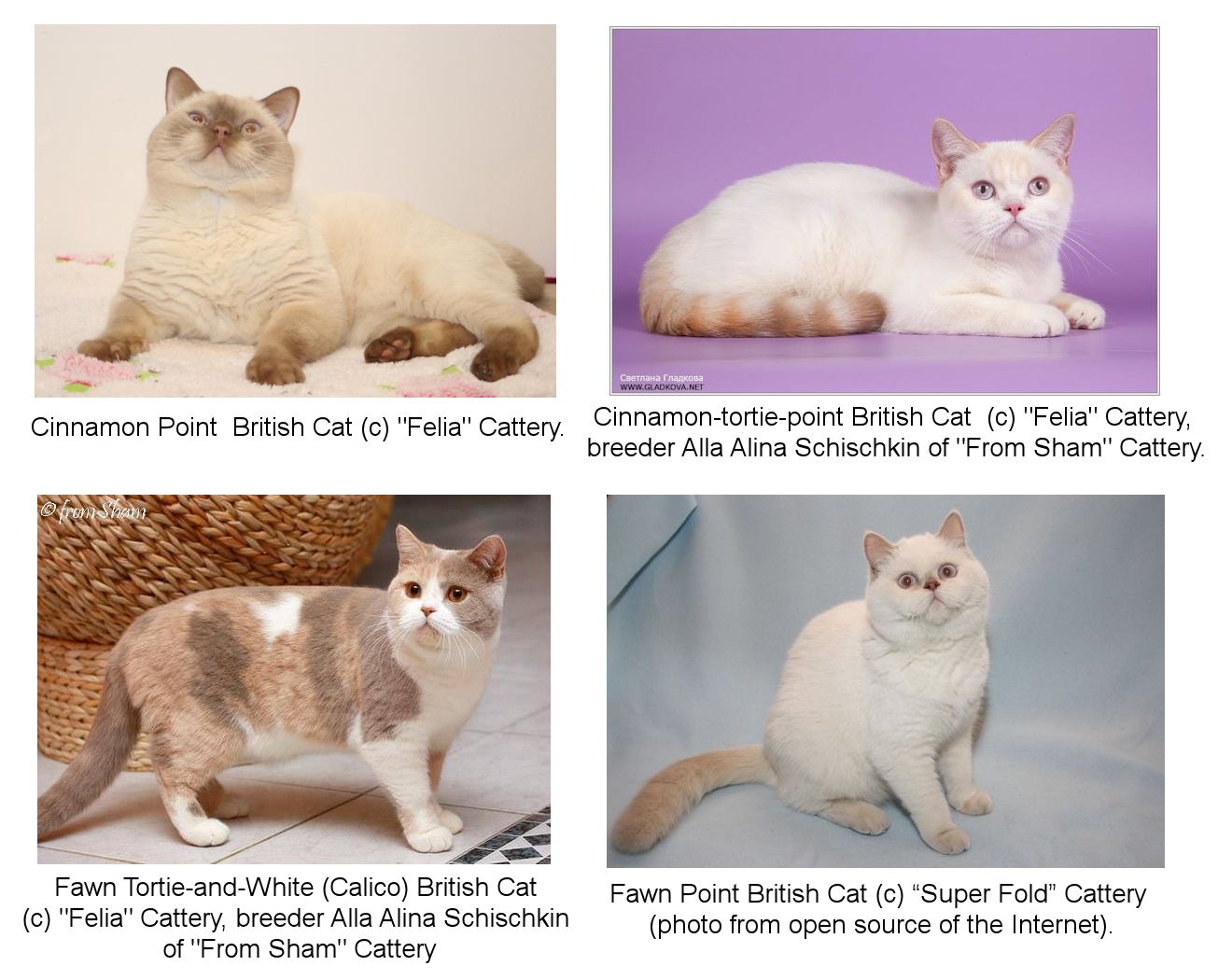 cinnamon point and fawn point British Shorthair cats, Russia