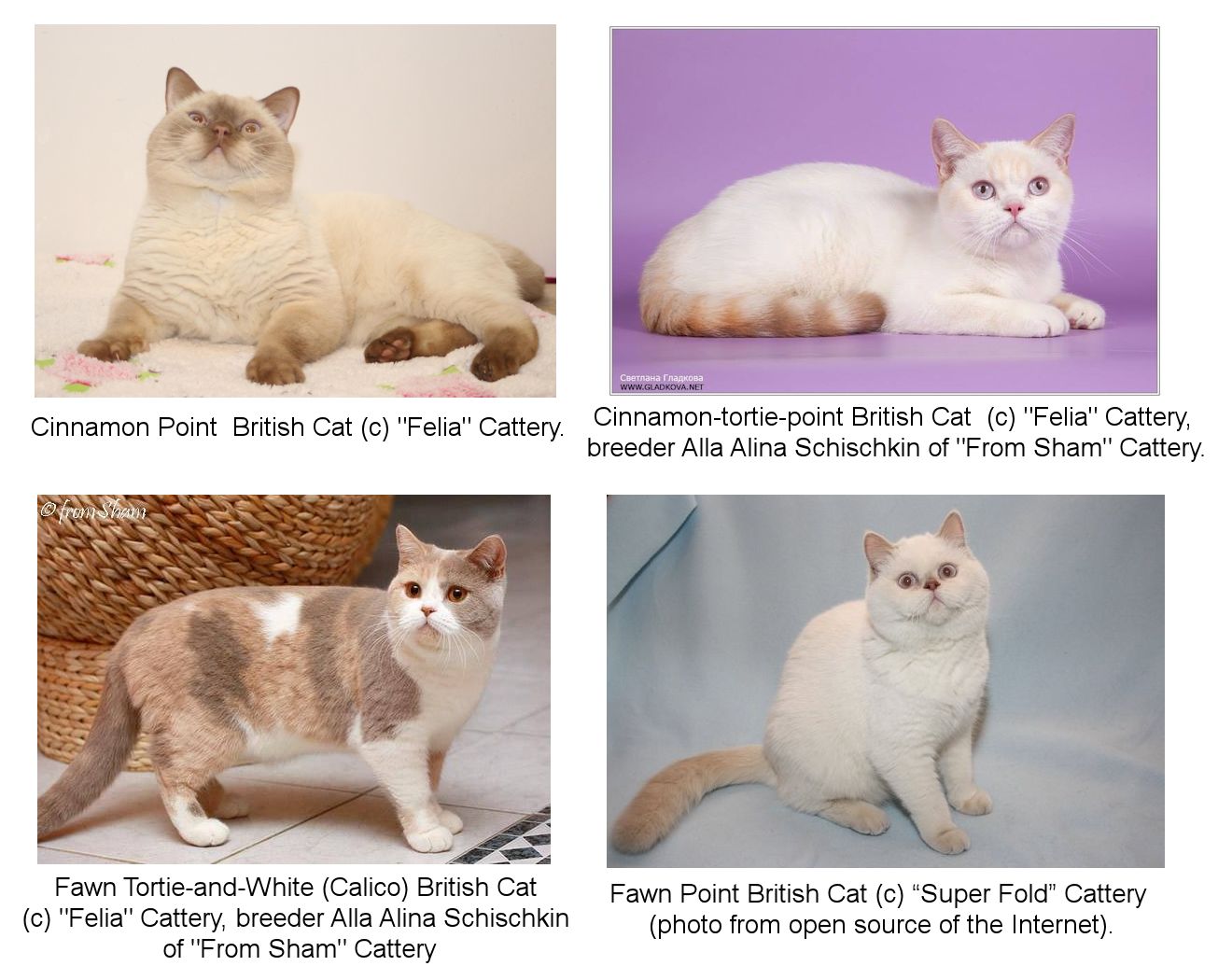 Red point hot sale british shorthair