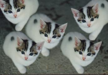 clonecat.jpg