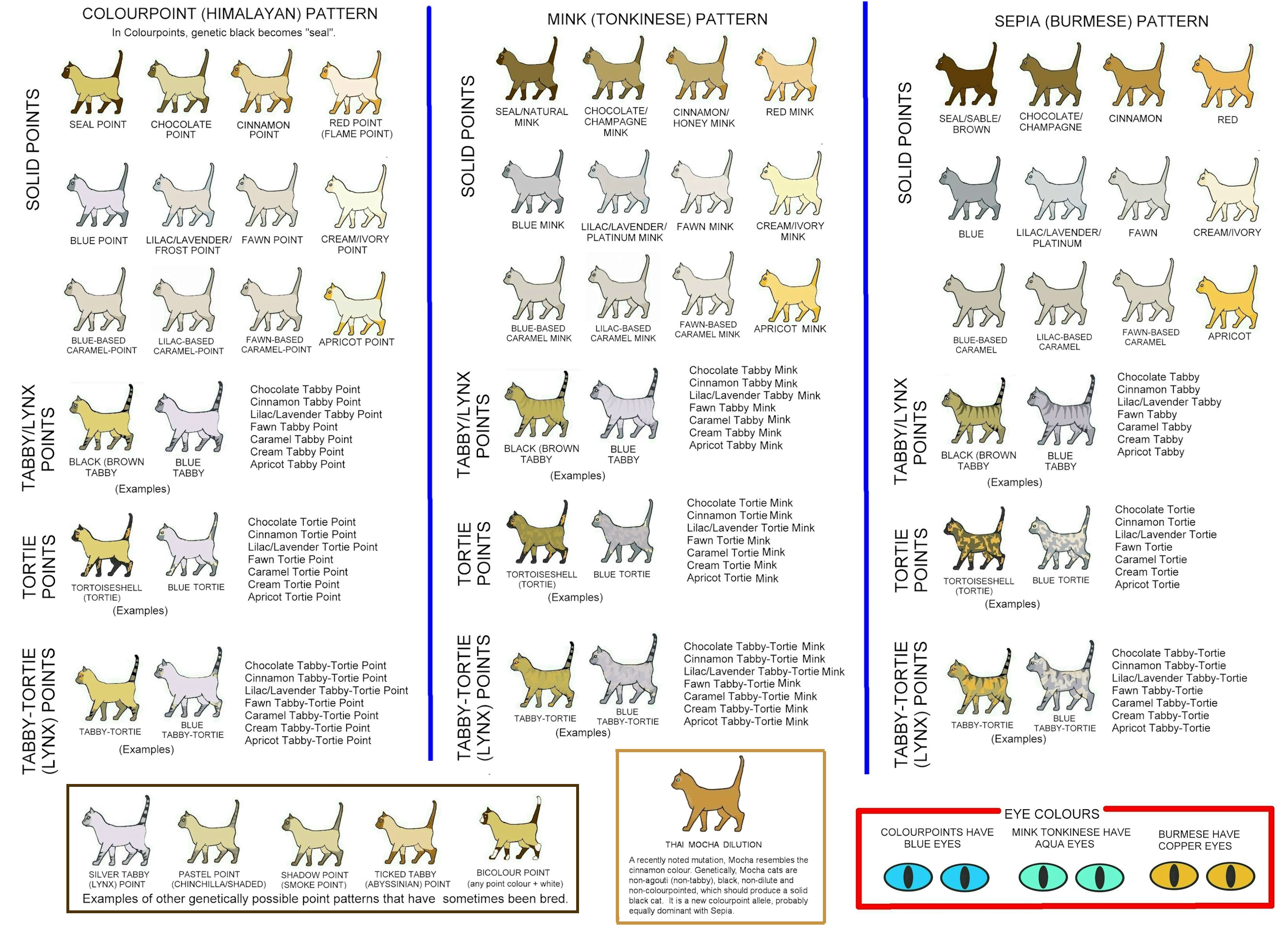 Cat Color And Patterns Guide by CloudfluffTheCat on DeviantArt