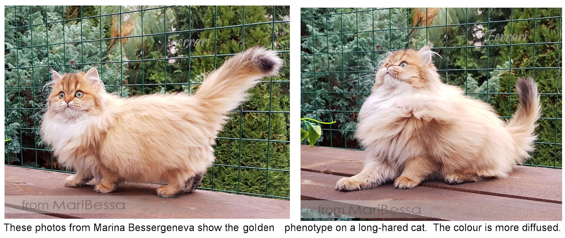 Golden british longhair store cat