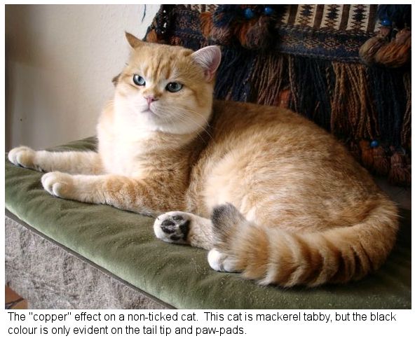 mackerel tabby cat copper eyes