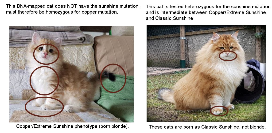 extreme sunshine siberian cat