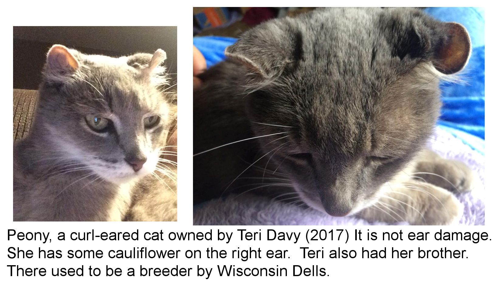 Curled Curved And Folded Ear Cats