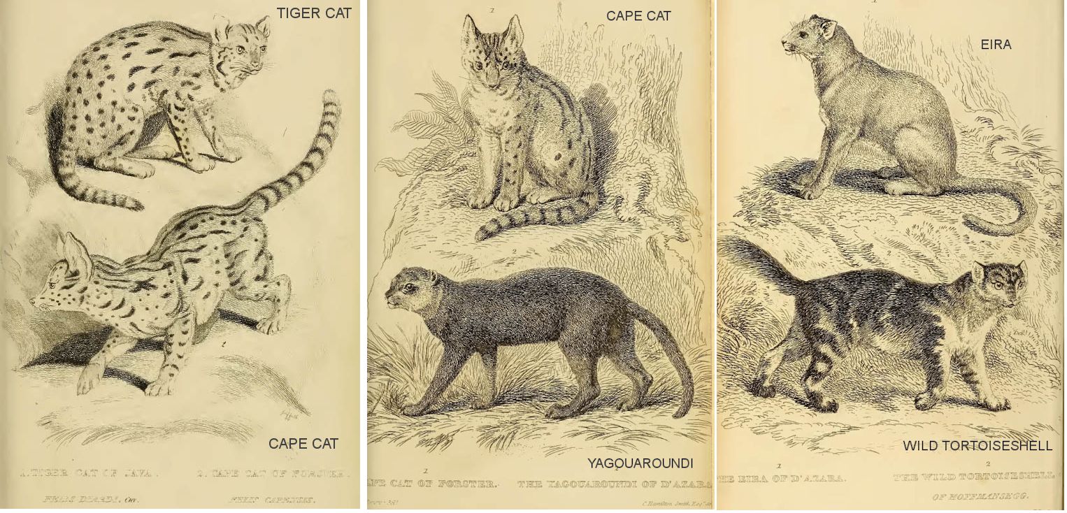 cat images from Cuviers book