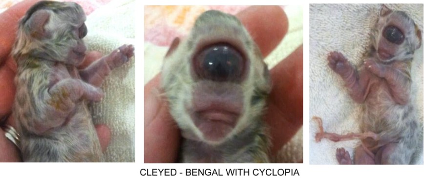 holoprosencephaly in animals