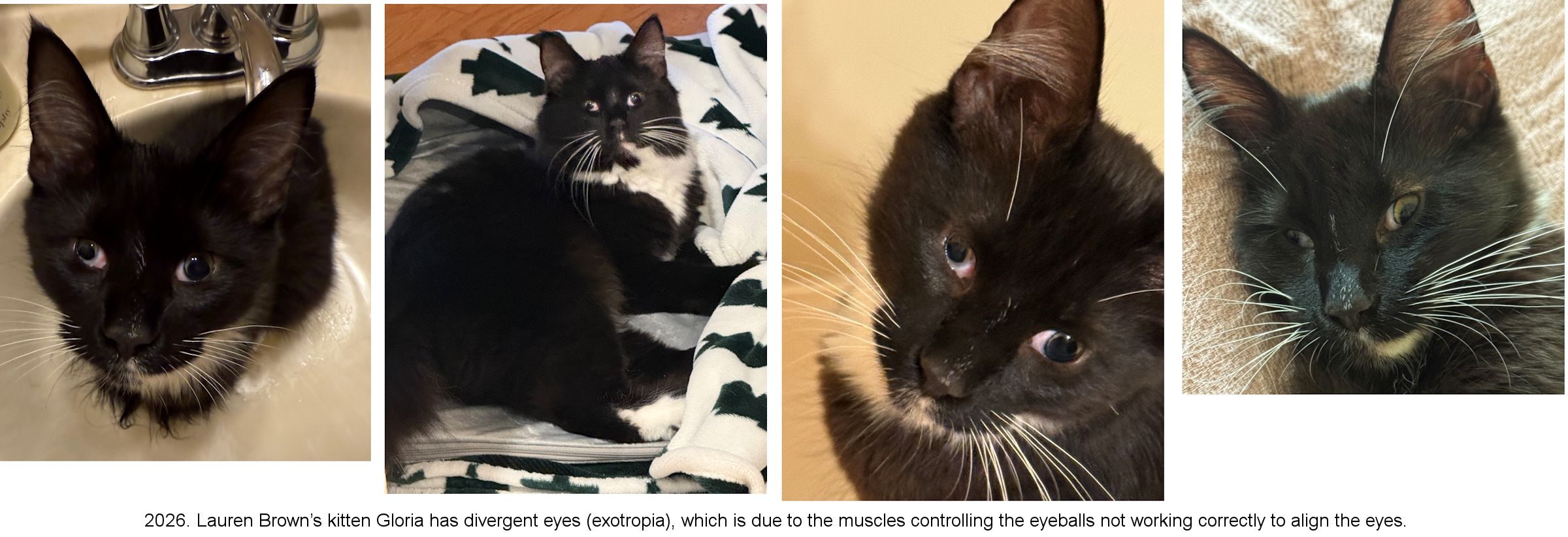 devergent squint in cat