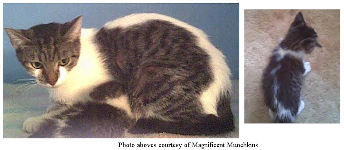 skunk stripe cat