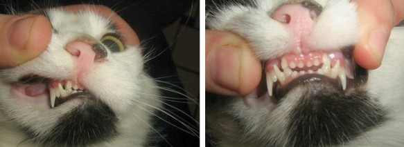 cat missing lower front teeth