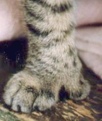 boston thumb cat