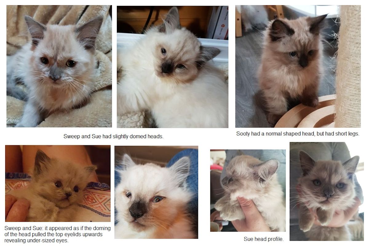 ragdoll breeds