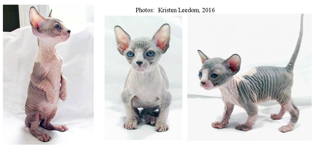 Teacup cat hot sale breeds