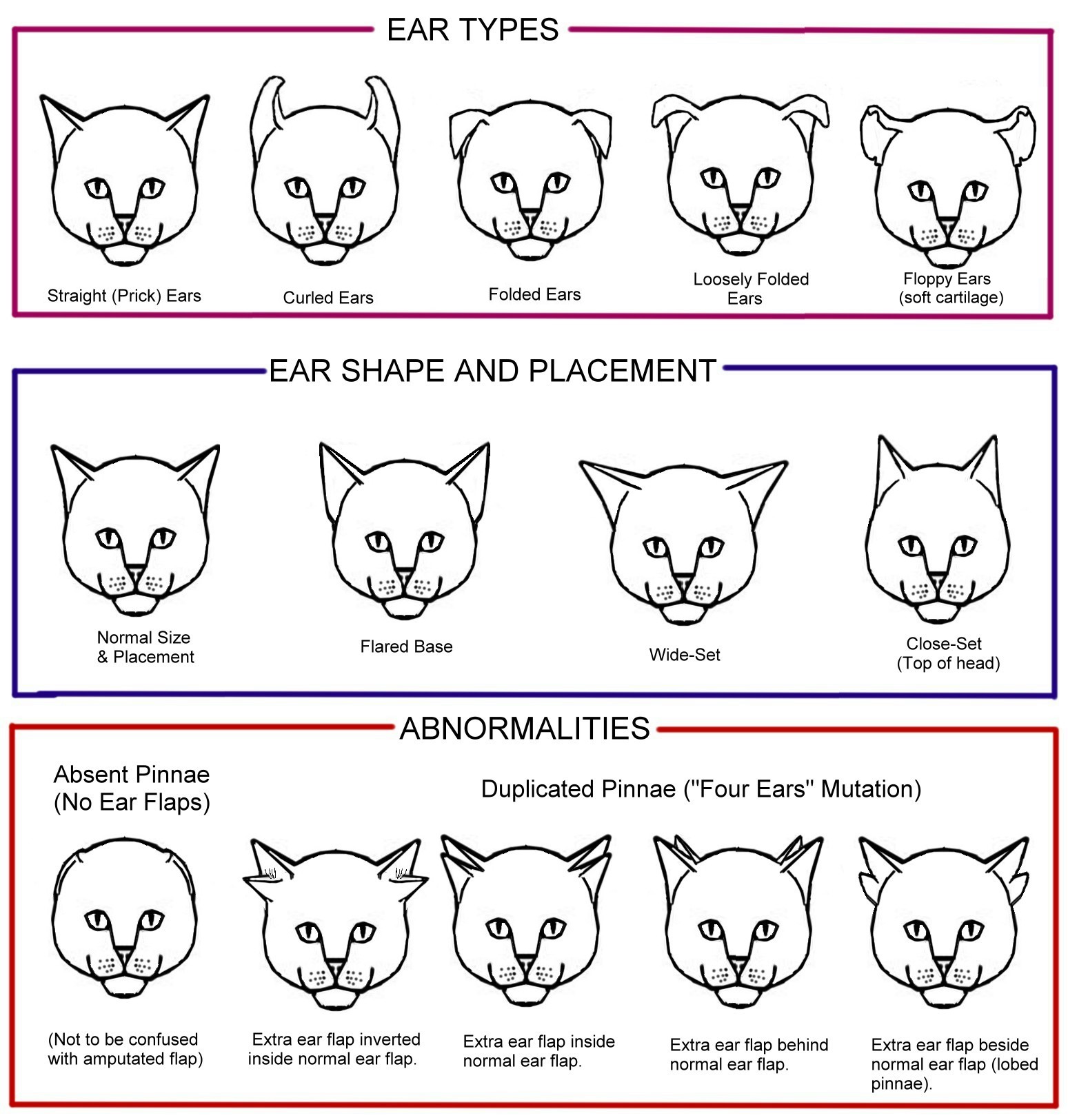 cat breeds floppy ears