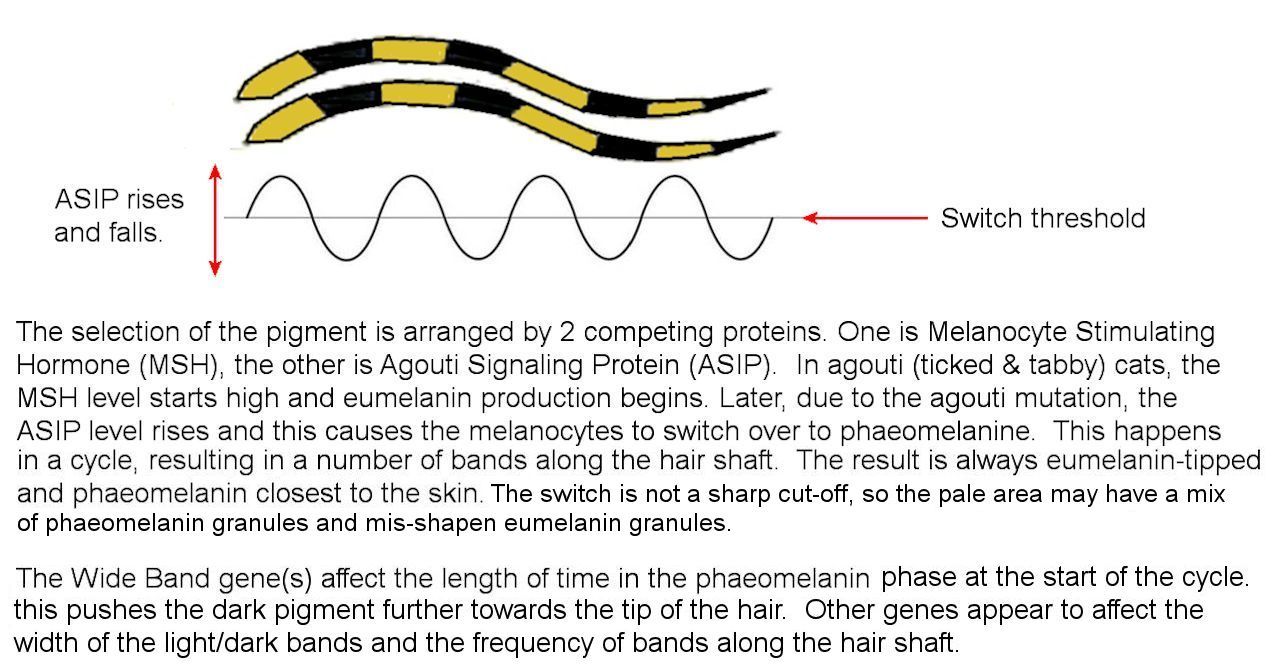 Cat Genetics: A Progressive Look at Coat Colors & Patterns - Tails & Tips