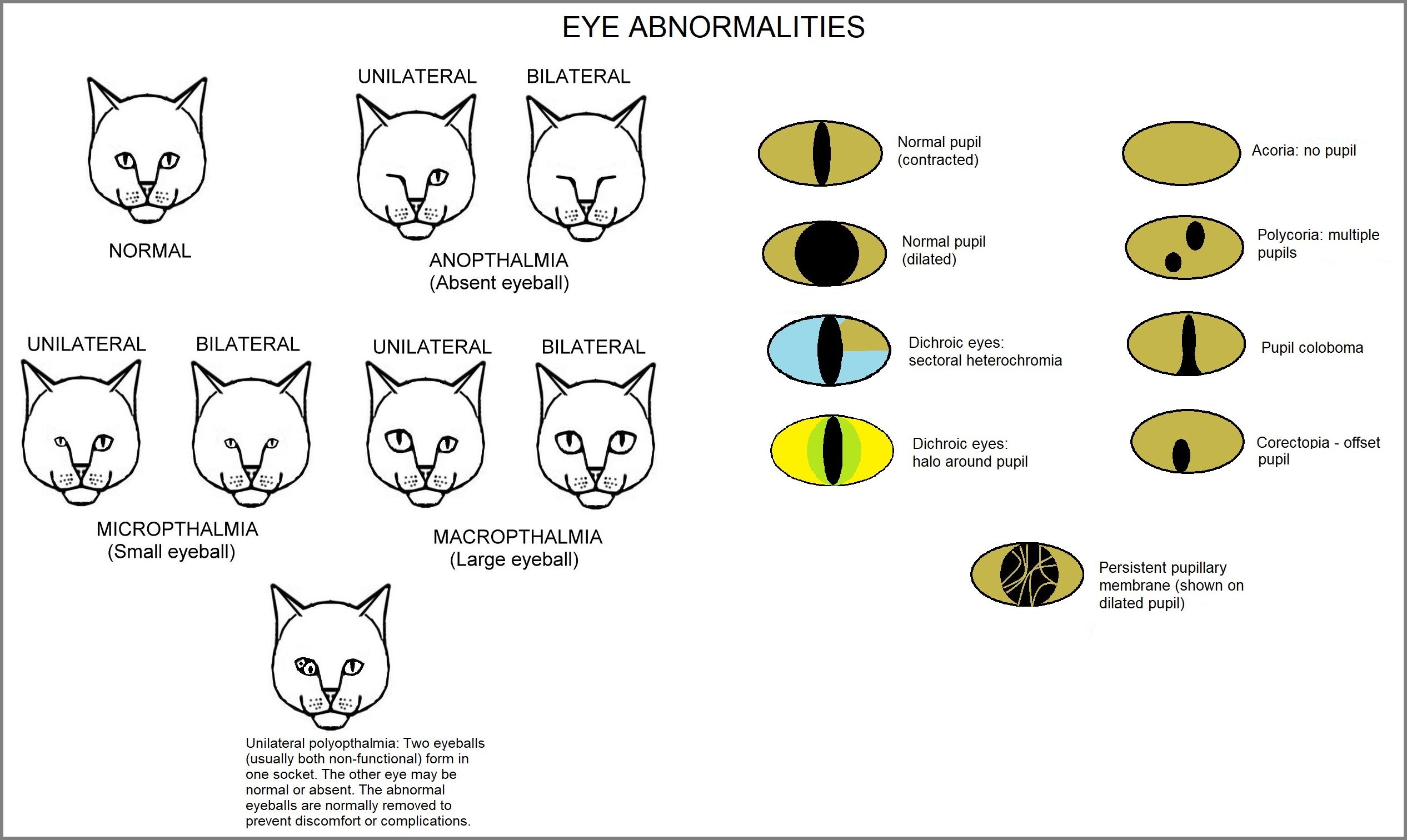 Cat Eye Meaning: Reading your Cat's Eyes