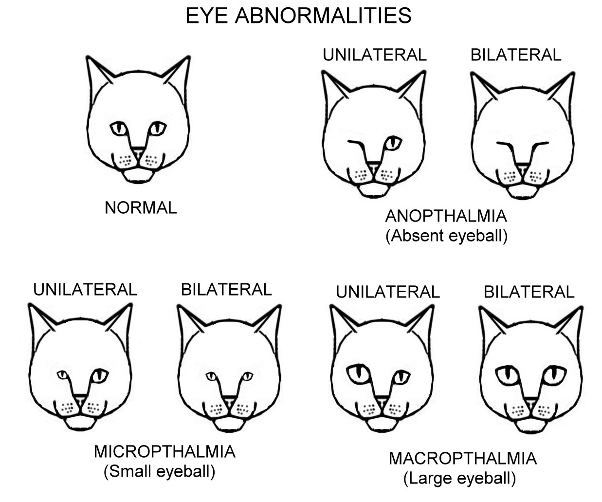 Why do cats eyes get smaller