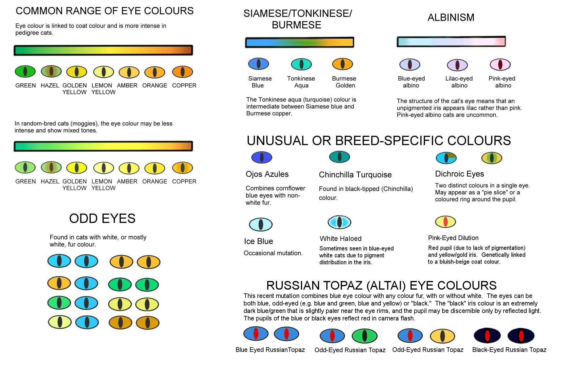 Examples of the variability of the red eye phenomenon. Golden eyes