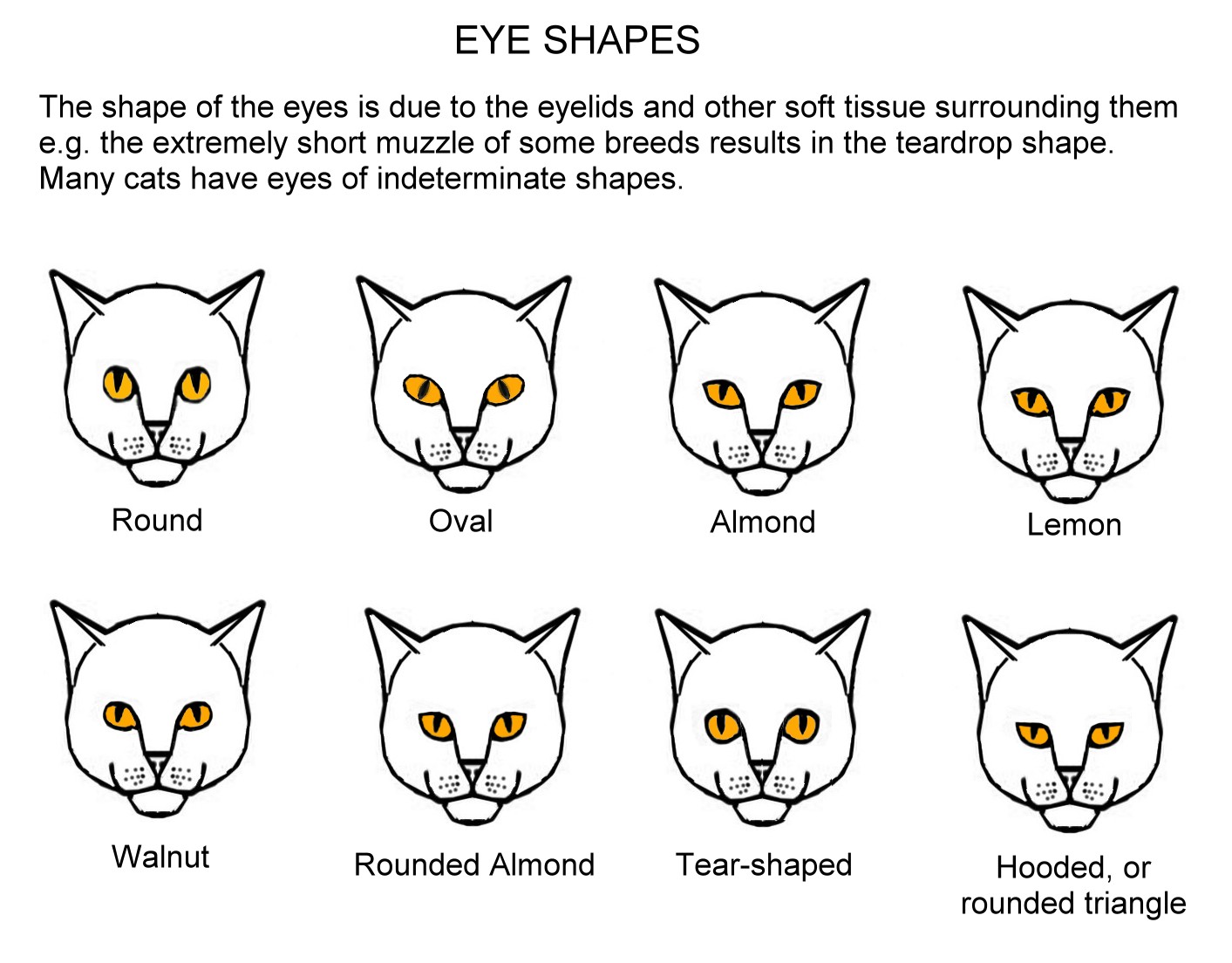 Animal Eye Reflection Color Chart