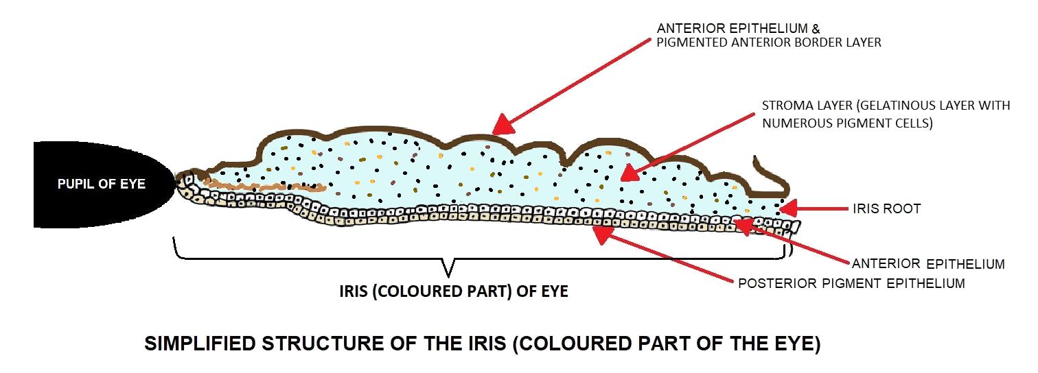 Iris and Pupil - Gene Vision